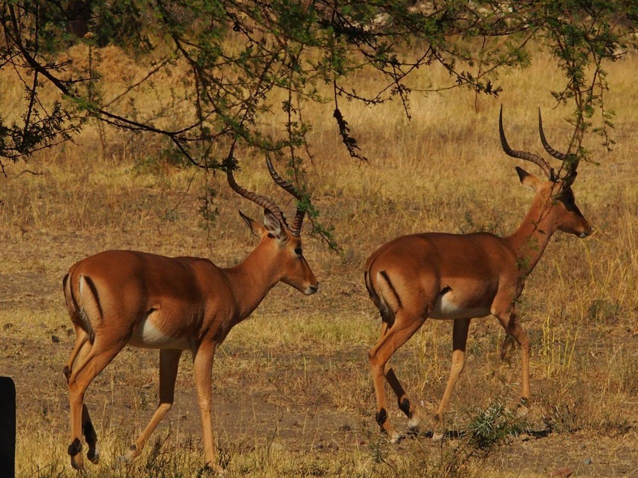 Gabus Game Ranch Villa Otavi Exterior photo