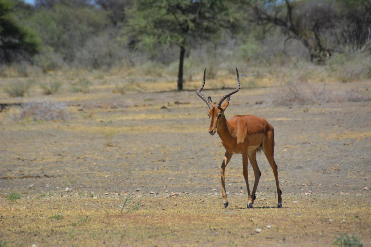 Gabus Game Ranch Villa Otavi Exterior photo